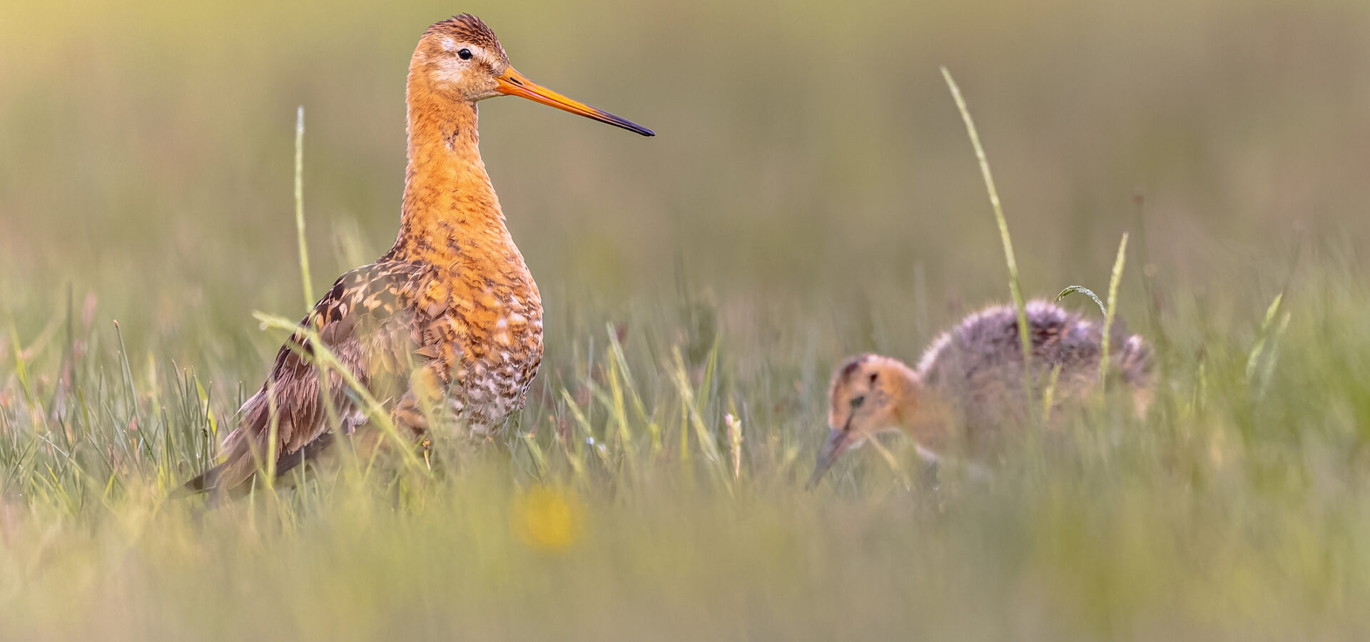 Black-tailed Godwit (Limosa limosa) wader bird in field with chick. Hatchlings of meadow bird forage for their own food. Parents are guarding. Wildlife scene of nature in Europe.