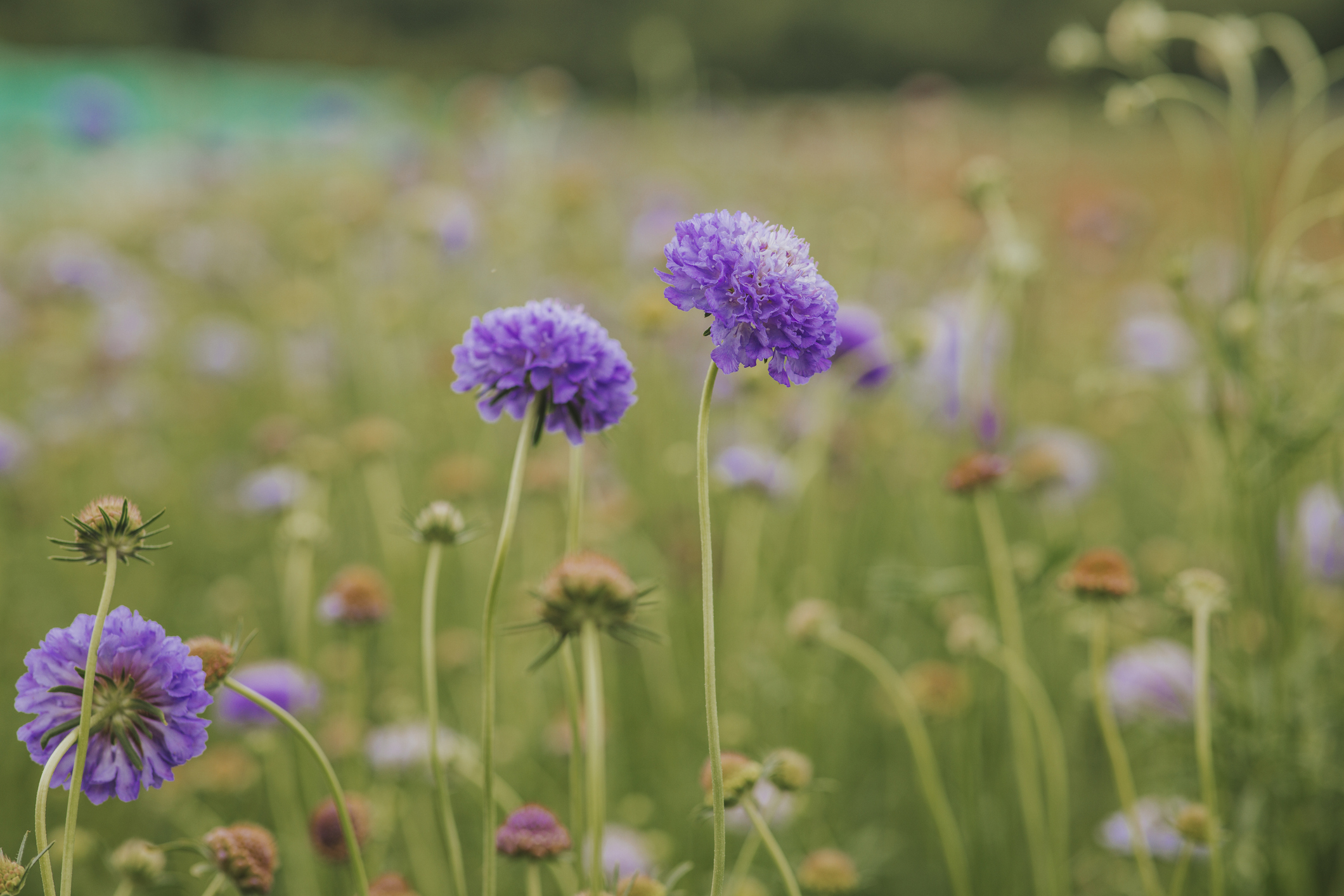 Fresh Scabiosa columbaria Butterfly Blue wildflowers growing in countryside field