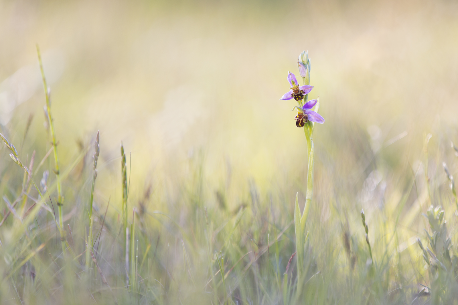 Exploring The Dutch Dune Landscape Purple bee orchid standing in soft green grass.