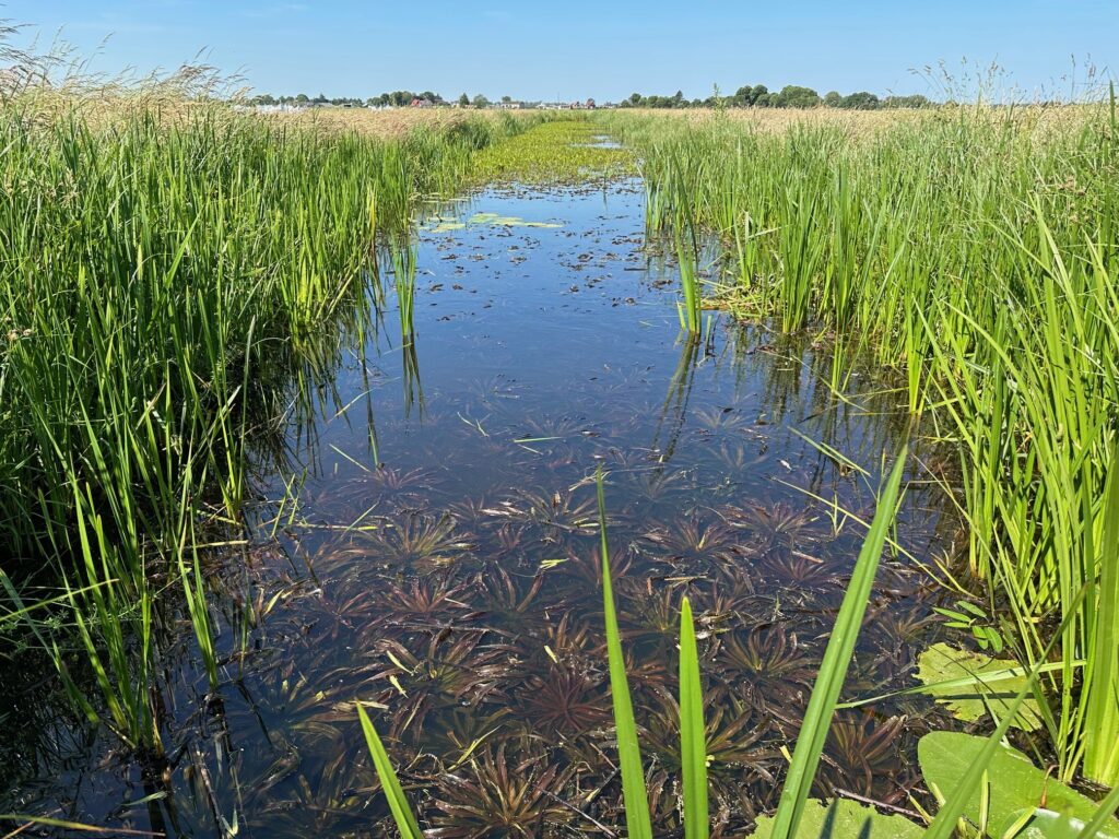 Water channel in a Dutch polder, bordered by tall green reeds on a sunny day.