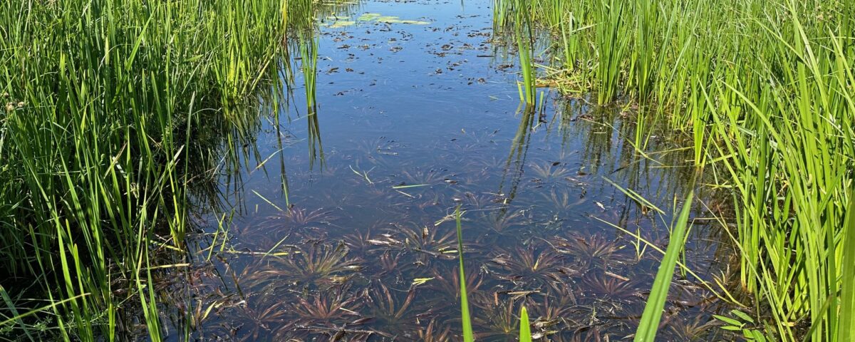 Water channel in a Dutch polder, bordered by tall green reeds on a sunny day.