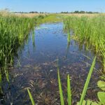 Water channel in a Dutch polder, bordered by tall green reeds on a sunny day.