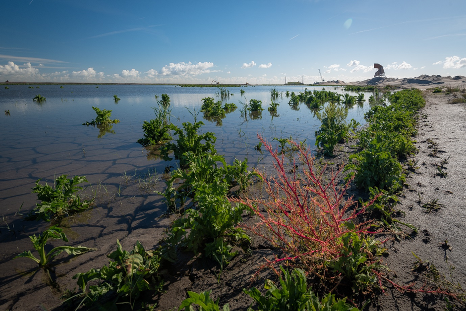 Markerwadden Shallow wetland on the Marker Wadden in the Netherlands, with scattered plants and a sandy shoreline under a bright blue sky.
